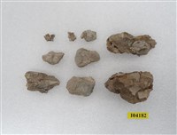 藏品(犀牛碎骨片)的圖片